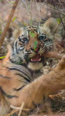 We can't handle the cuteness 😻 See more of these cubs in Disney Nature's #Tiger, now available on @Disney+. #ourHOME