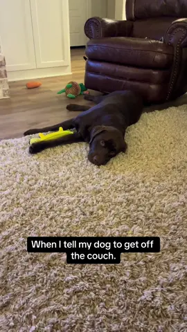 The dramatics. #dog #dogtoys #puppy #puppies #dogsoftiktok #doglover #chocolatelabrador #chocolatelab #chocolatelabsoftiktok #chocolatelabpuppy #labrador #labsoftiktok #chocolatelabs 