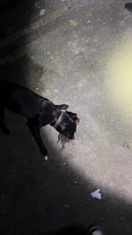 Saturday night chaos 😂 #rats #ratas #patterdaleterrier #workingdogs 
