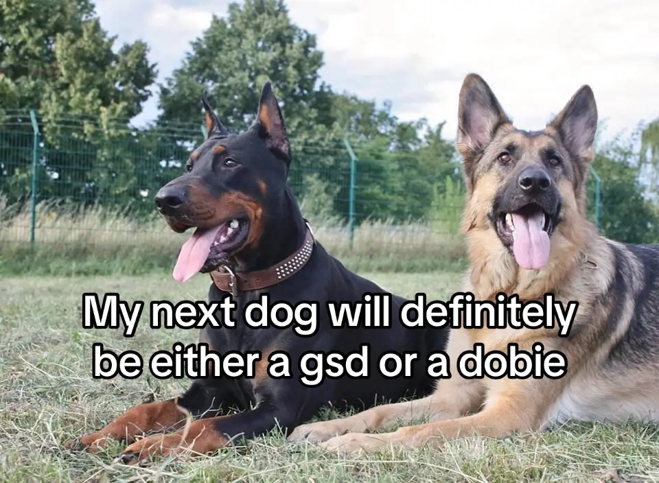 #dogsofttiktok #dogcommunity 