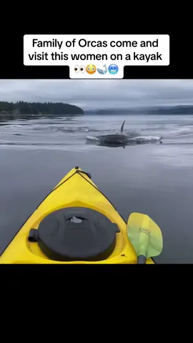 When a #orca / #killerwhale visits this #women on a #kayak 👀👀🐳🐳🐳 #foryoupage #fypage #fypシ゚viral #fypage #trendingvideo #viraltiktok #viralvideo #oceananimals #sealife #closecall #lake #oceans #scary #closeencounter #zyxcba #xyzbca #dolphin #family #group #pod 