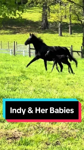 Indy with her 2 foals, Weezy & Wally🖤 Can you tell they’re full siblings!?! #appendix #ottb #appendixfoal #foalsof2024 #foalsoftiktok #foalsof2022 #babyhorse 