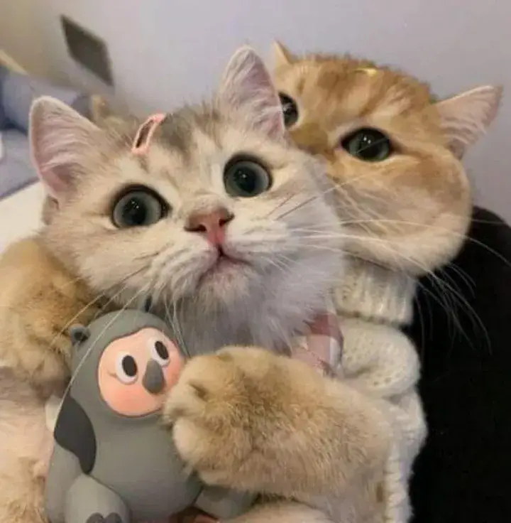 ကြောင်🐱😻စုံတွဲပုံလေးတေရှိရင်မျှခဲ့ပေးပါအူံး☺️🥰 #ကြောင်ချစ်သူများအတွက် #ကျေးဇူးတင်ပါတယ်ရှင့် 