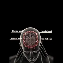 Honda beat😮‍💨🔥 #honda #hondabeat #hondabeatthaiconceptphillipines #fpy #trending #fpy_tiktok #thaiconcept 