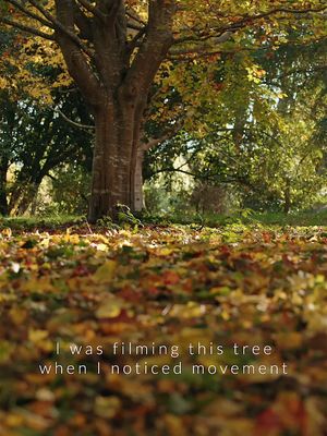 Autumn leaves + birds 🍂 #birdsoftiktok #birdwatching #nature #autumn #autumnleaves #wildlifephotography