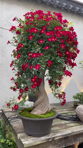 Rose #hoahong#hoahongbonsai #caycanh #bonsai #xuhuong 