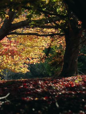 The difference between the iphone vid and my camera is crazy 🍂 #autumn #autumnleaves #canon #canonc70 #nature #forest #forestcore 