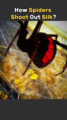 How spiders shoot out silk? Medical animation 3d #spider #spidersilk #silk #spidersilklauncher #spiders #medicalanimation 
