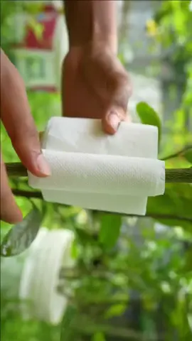 Best method of propagation lemon tree by air layering with tissue paper #plants #plantslife31 #fyp #plantslife #plantsoftiktok #lemon #tiktokplant #PlantTok #plantlover #gardening #foryou 