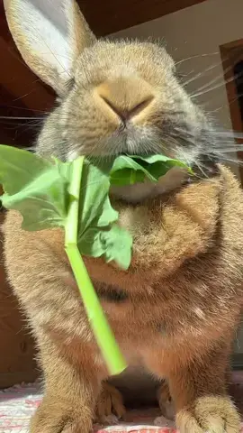 The best way to start your Sunday as a rabbit is with a delicious (kohlrabi) leaf 😋#yummyinmytummy #eatyourgreens #eatyourvegetables #continentalgiant #indoorbunny #rabbitsoftiktok #cutepets #PetsOfTikTok #kaninchen #chonkosaurus #kaninchen #fypシ゚ 