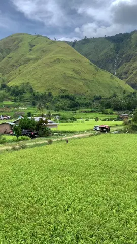 Bentangan padi yang luas, bukit yang hijau, rumah-rumah tradisional yang indah dan air terjun yang unik membuat desa Bonan Dolok Samosir menjadi target wisatawan #samosir #bonandolok #batak #sumaterautara #indonesia 