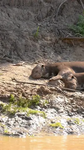 Só uma família de ariranhas no seu momento preguicinha dormindo no sol, passando pelo seu feed 🥹 🦦 Just a lazy giant otter family sleeping in the sun, passing through your feed 🦦 #ariranha #otter #otters #Pantanal #otterlife #cuteanimals 