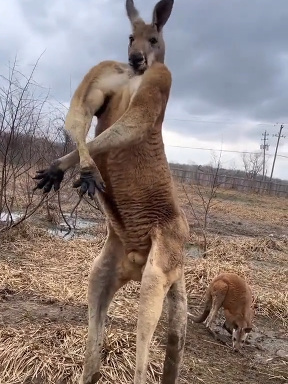 Veja este gigante da Austrália exibindo sua força e fazendo poses impressionantes. 💪🦘 #vídeoviralcanguru #musculoso #PoseDoCanguru