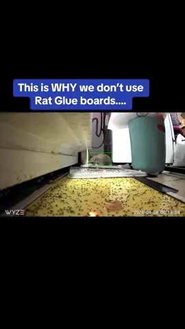 This is WHY we dont use Glue boards for Rat Trapping ! #rat #rattraps #pestcontrol #ratexterminator  