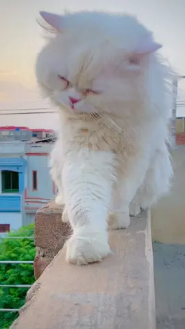 Tum Se Jura Jo ❤️🥰 ##foryoupage##maxmeow12##catsoftiktok##viral##catslover##foryou##fyp