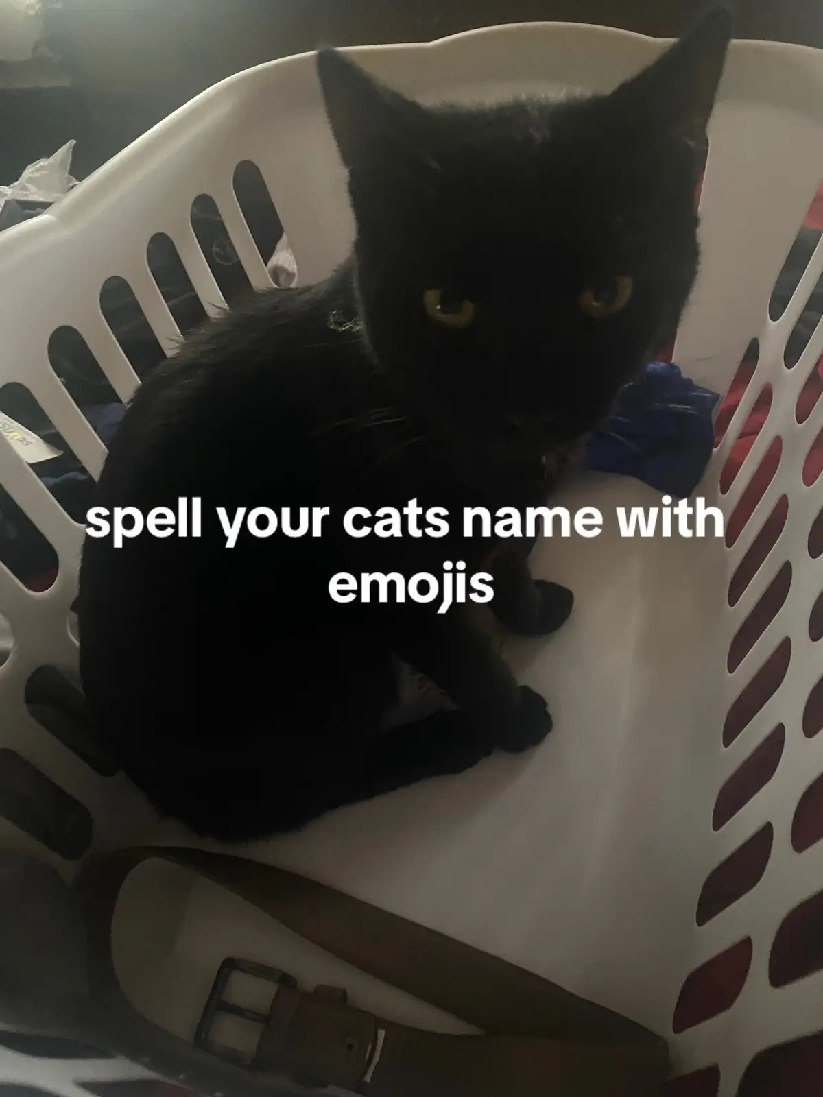 guess my cats name in the comments #fyp #emojichallenge #viral #fypage #catnames #catlovers #catsoftiktok #trend #trendingtiktok #foryou #foryoupage 