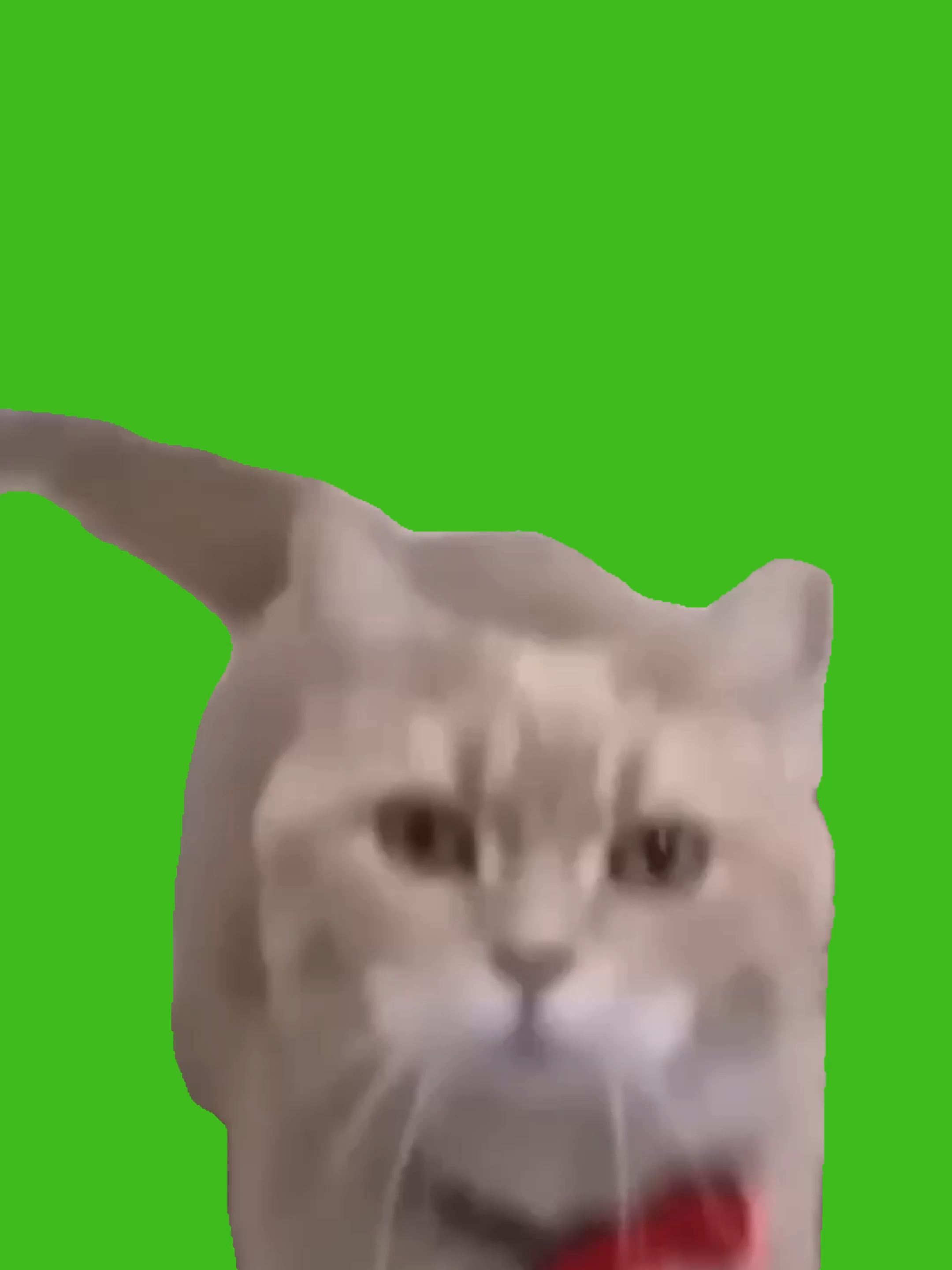 Cute Dancing Cat | Green Screen #cat #cats #greenscreen #greenscreenvideo #cute #funny #animals #catsoftiktok #catsofinstagram #funnyanimalvideos #katze #gato #gatostiktok #kitty #kittycatsoftiktok #kittycats #greenscreencats #graphics #projects #chromakey #chromakeyeffect