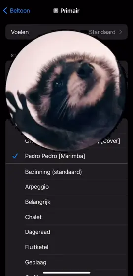 I present to you guys: My new ringtone!!🙌🏼 #fy #raccoon #pedro #ringtone #apple #pedropedropedropedro 