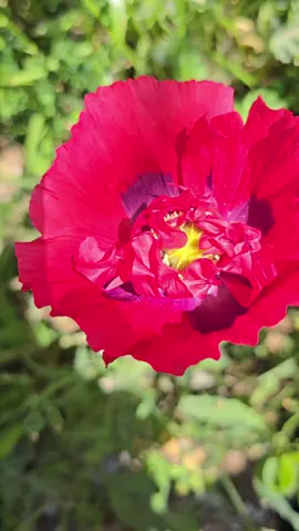 #DiasyFlores #SilvioRodríguez #Amapola #Reflexión #AqabalTzi #Naturaleza #FloresdelCampo 