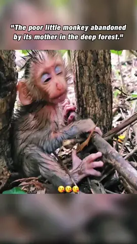 The poor little monkey abandoned by its mother in the deep forest #poormonkey #monkey #monkeys #animals #babymonkey #monkeysoftiktok #cute #monkeyface #prayer #wildanimals #wildlife #funnymonkey #🙊 