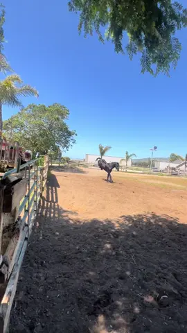 great day today 🐎 #zultan #sunday #friesian #horses #arena #pasture #funny #caballos #fyp 