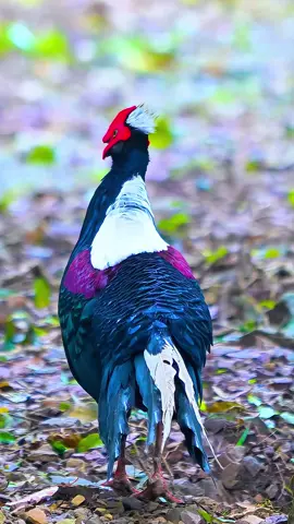 It is rarer than the giant panda.China's famous specialty rare birds only live on the treasure island of Taiwan.Swinhoe's Pheasant (Lophura swinhoii).#bird #pheasant 