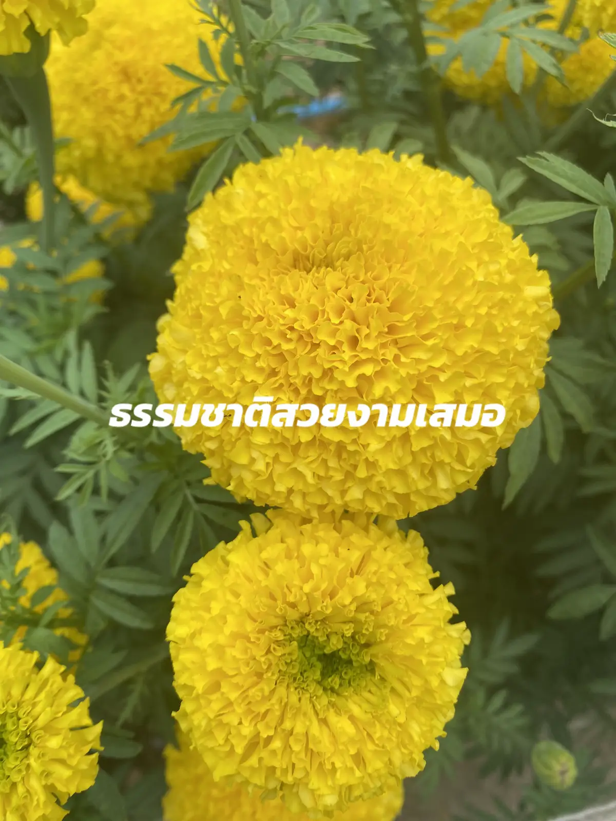 #ธรรมชาติบําบัด #iktokดอกไม้สวยๆ🌹🌹🌼🌷⚘️🌻 