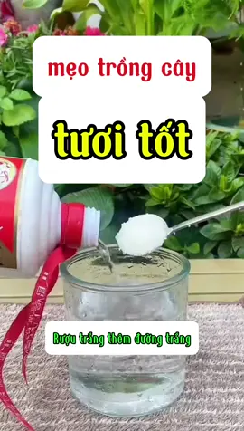 áp dụng ngay nhé #sanvuon #hoa #phanbon #langcaytaybac #huuich #meovat 