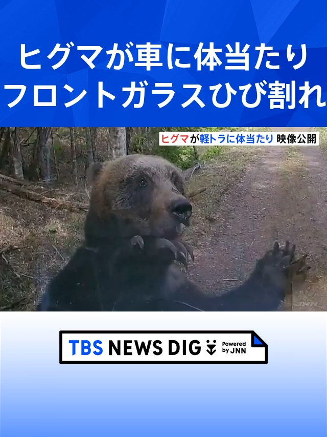 ヒグマが車に体当たり　フロントガラスがひび割れ　北海道根室市の林道 #tbs #tiktokでニュース