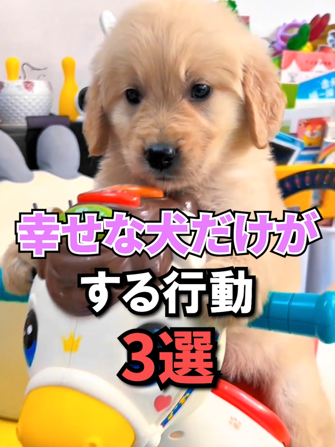 幸せな犬だけがする行動3選 #犬 #犬の気持ち