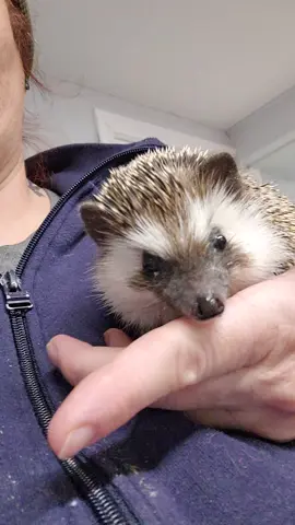 African Pygmy Hedgehogs are the cutest little critters ever! If you get a friendly one, they are an endless source of smiles, just like Nacho  ❤️❤️❤️  #hedgehog #hedgehogsoftiktok #cutepets #pets #exoticpets #exotic #exoticanimals #friendly #cute 