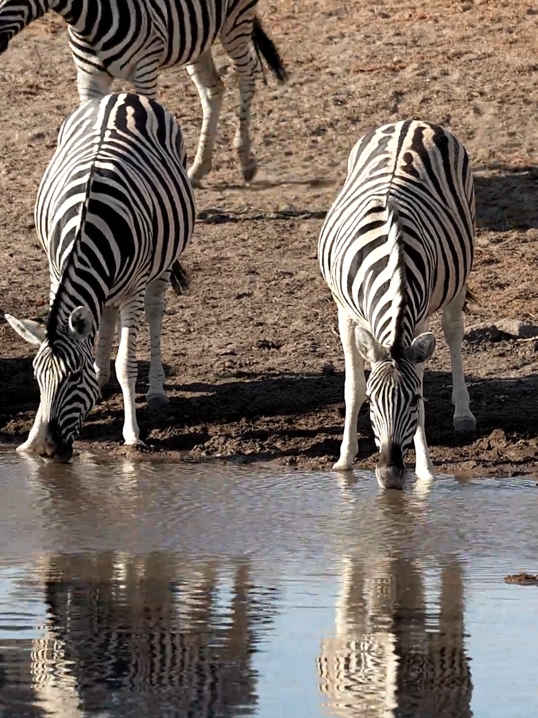 Quenching Quest: Zebra’s Waterhole Retreat After a day under the scorching sun, this zebra finds solace in the cool embrace of a waterhole. #EtoshaHydration #EtoshaNationalPark#ZebraDrinks#WaterholeWonder#NamibiaWildlife#SafariRefresh#AfricanWildlife#NaturePhotography#InstaSafari#AnimalKingdom#ConservationAwareness#EarthCaptures#WildAndFree#NatureLovers#SavannahSanctuary#ThirstyThursday