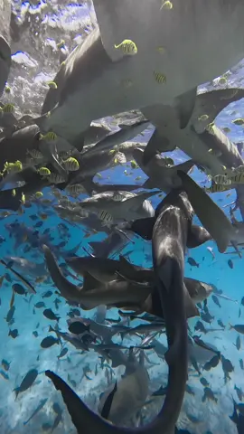 Swimming with nurse sharks can be a thrilling and memorable experience! In Maldives and maafushi is the best place to do a tour you can safely swim alongside these gentle creatures in their natural habitat. Just remember to respect their space and avoid touching or disturbing them. #maldives #maafushi #velaatrips #visitmaldives #visitmaafushi #underwater #snorkeling #nurseshark #excursion #freedive #gopro12 #ocean #oceanlover 