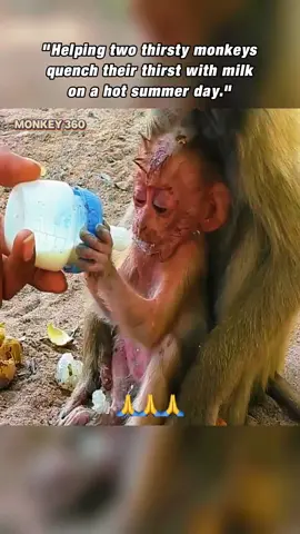 Helping two thirsty monkeys quench their thirst with milk on a hot summer day #poormonkey #monkey #monkeys #animals #babymonkey #monkeysoftiktok #cute #monkeyface #prayer #wildanimals #wildlife #funnymonkey #🙊 