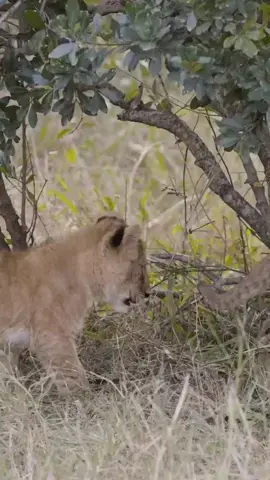 Africa is one of the best places in the world to see lions. is one of the best places to stay… These cubs were part of 6 who all played together, which they did for the 45 minutes