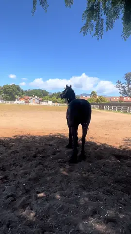 🐎 #zultan #caballostallion #friesian #blackstallion #blackbeauty #parati #fyp #foryoupage #dream 