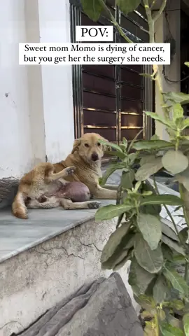 NEEDS SURGERY TO SURVIVE Sweet mom Momo was reported to us from the outskirts of kota. She was abandoned on streets while pregnant. After giving birth, her cancer grew into a huge tumour weighing around two-three kgs. She couldn’t walk or eat anymore, she is really in too much 😢🥺🥺