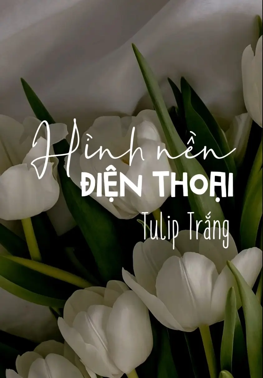 Tập 1 | Tulip Trắng #nang #xuhuong #xinh #hinhnen 