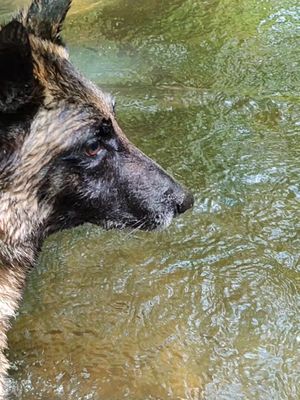 😱😱😱 #chien #dog #malinois #france🇫🇷 #larochelle 