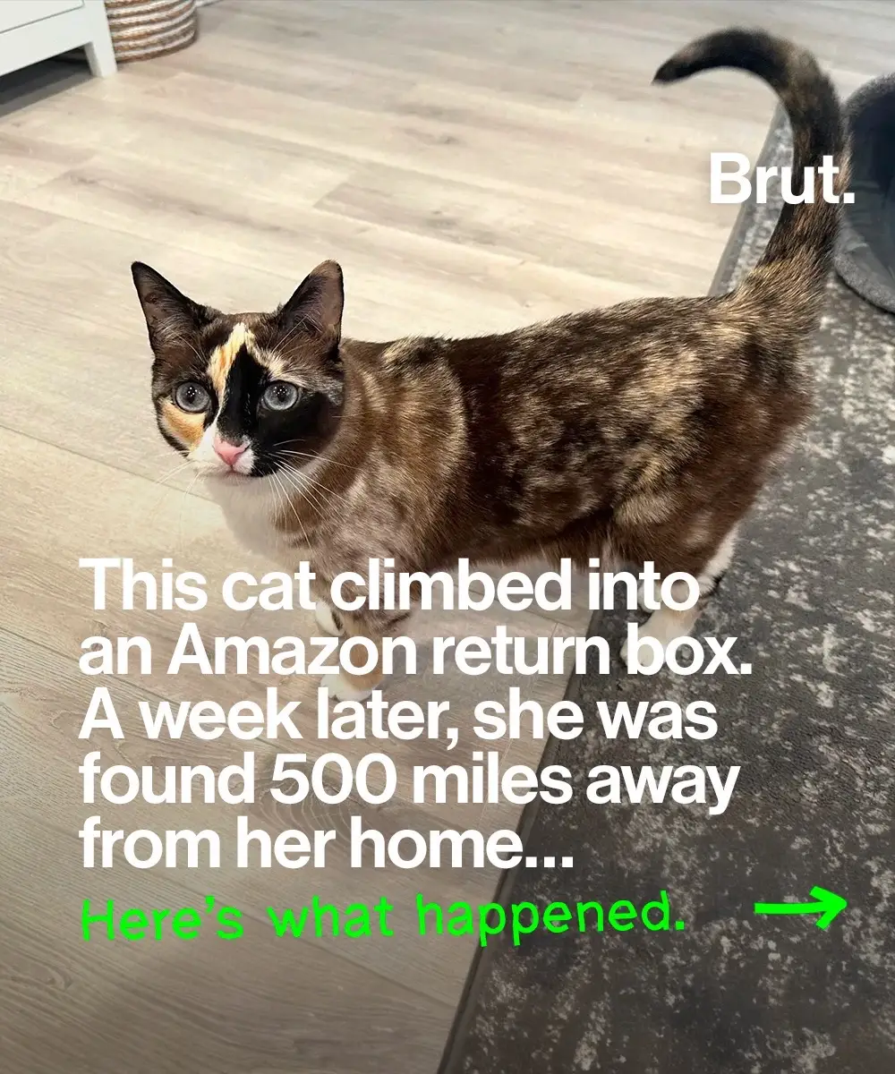 How a cat jumped into an Amazon return box… and ended up 500 miles away a week later.  Photos: Brandy Hunter, Carrie Clark 