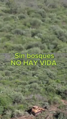 🌳 Hoy es un día clave para la bosques nativos de la provincia de #Chaco, la legislatura tratará el proyecto de ley 423/24 presentado por el gobierno de Leandro Zdero que abre las puertas a más deforestación y pone en riesgo más de un millón de hectáreas de bosques.  ⚠️ Si bien existe una ley de no regresividad ambiental la cual establece que deben existir legislaciones que protejan el ambiente, el OTBN va en contra de esto y avanzó sin sustento técnico ni científico y sin haber existido una consulta pública.  Por eso funcionarios les pedimos no voten el desmonte 📢 #bosques #deforestación #chaco #cambioclimático #desmonte #norteargentino🇦🇷 #biodiversidad #calentamientoglobal 