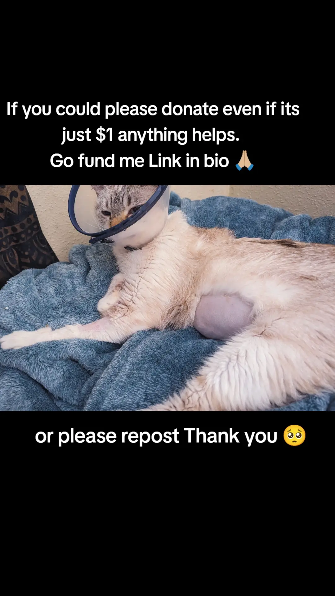 my beloved cat Pixie has been my faithful companion for 12 years. She’s not just a pet; she’s family. Recently, Pixie’s health took a sudden turn. She became very bloated, stopped eating, and had trouble using the restroom. Desperate, I rushed her to the vet, where they diagnosed her with pyometra—an infection of the uterus. The only option was emergency surgery to remove her infected uterus. Pixie’s life hung in the balance, and I wasn’t prepared for this unexpected expense. The vet explained that without immediate intervention, Pixie’s condition would worsen rapidly. The surgery was her lifeline, and I couldn’t bear the thought of losing her. Now, as Pixie recovers, the vet bills have piled up. The financial strain is overwhelming, and I’m reaching out for help. Every contribution matters— Pixie is still fighting, and I’m determined to do everything I can to see her through this. Your support means the world to us. Thank you for considering supporting Pixie during this challenging time. Together, we can give her a chance at a healthy, happy future. #rescuecat #cat #cats #catsoftiktok #gofundme #pet #PetsOfTikTok #help #anythinghelps #animals 