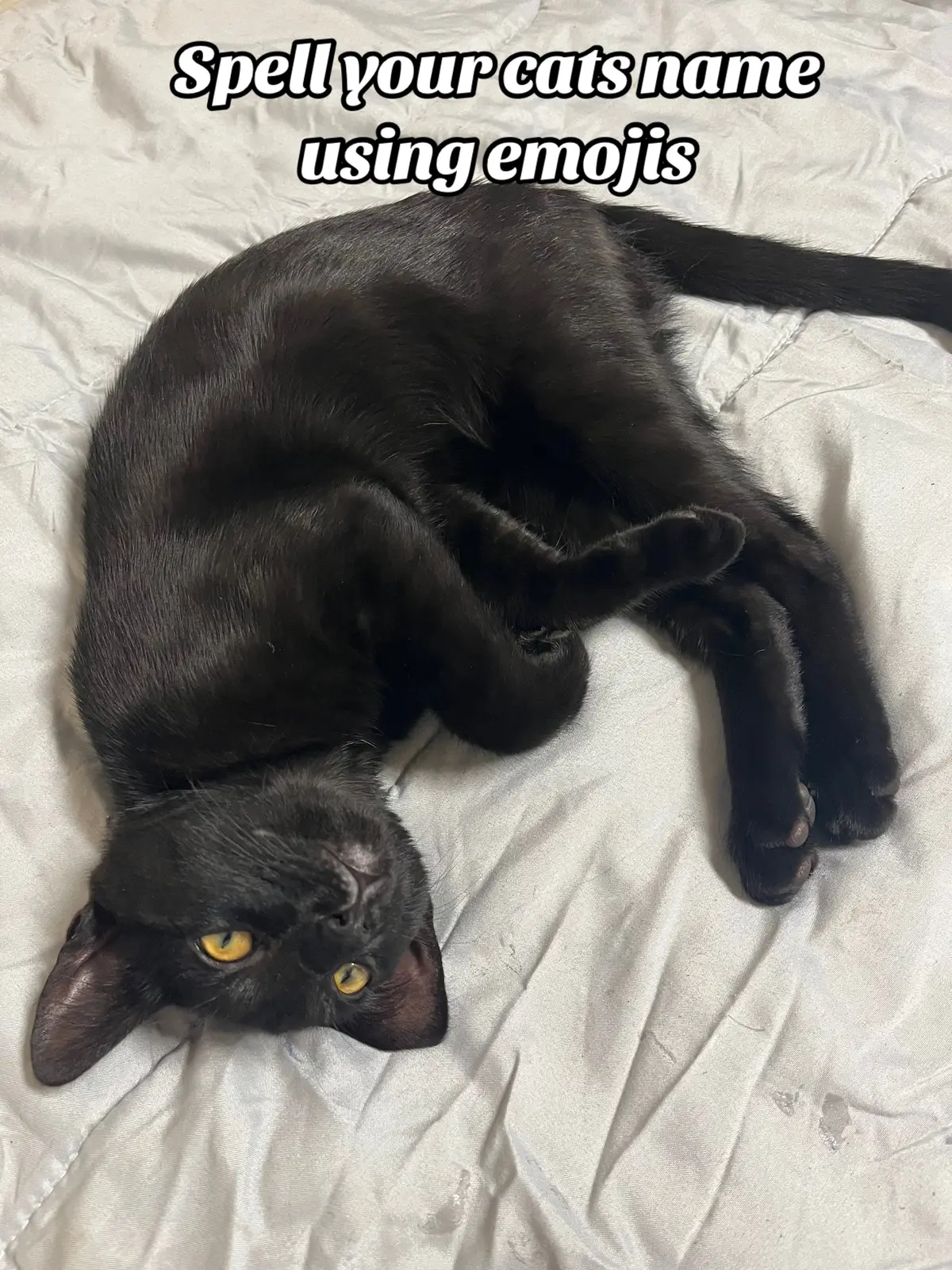 I love him #catsoftiktok 