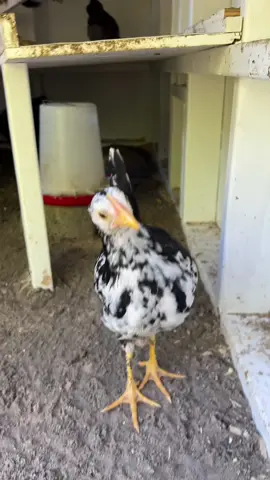 Friendly reminder that mothers day is around the corner, be sure to tell your hubby you’d like some two legged friends & a cute little coop 🫶🏻😇 #mothersdaygift #chickencoop #crazychickenlady #backyardchickens 