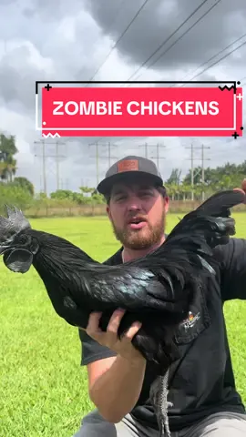 Have you ever heard of this breed? #ayamcemani #whiteleghorn #zombiechicken #chicken #homestead #southflorida #fyp #gardening 