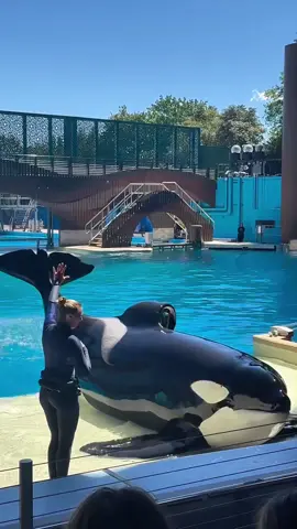 They always have a natural solution for weighing these muscular and heavy killer whales. Seaworld Orlando #ask #positivereinforcement #training #orca #trending #seaworld #cute #killerwhale 