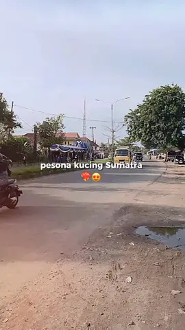#capcut #minang #fypシ゚viral #trending sehat selalu cing🙌