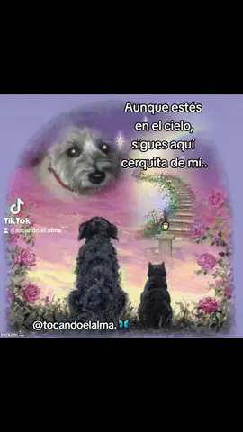 #parati #cielo #perdida #vidamuerte #duelomascotas #tristezaprofunda #dolor #duelo #perritosenelcielo #vidamuerte #mascotas 