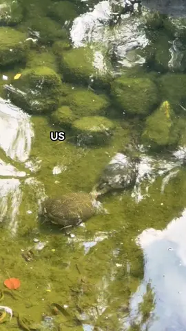 this video deserved its own tiktok #turtle #Love #calpolypomona 
