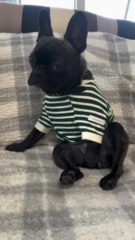 Sometimes. #foryou #foryoupage #fy #fyp #fypage #fypシ゚viral #viraltiktok #PetsOfTikTok #dogsoftiktok #dog #dogs #frenchbulldog #frenchie #frenchiesoftiktok Bonheur_214 IG
